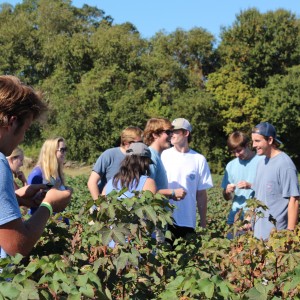 Southern Studies 101 Honors students explore a cotton field to accompany their reading of High Cotton: Four Seasons in the Mississippi Delta 