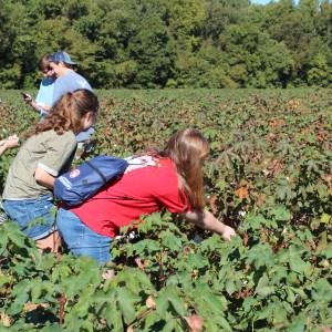 Students pick and examine some cotton 