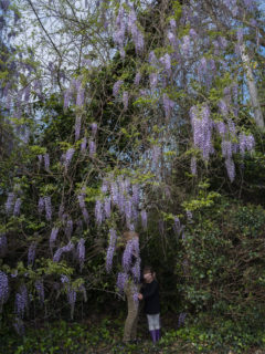 purple wisteria hanging down