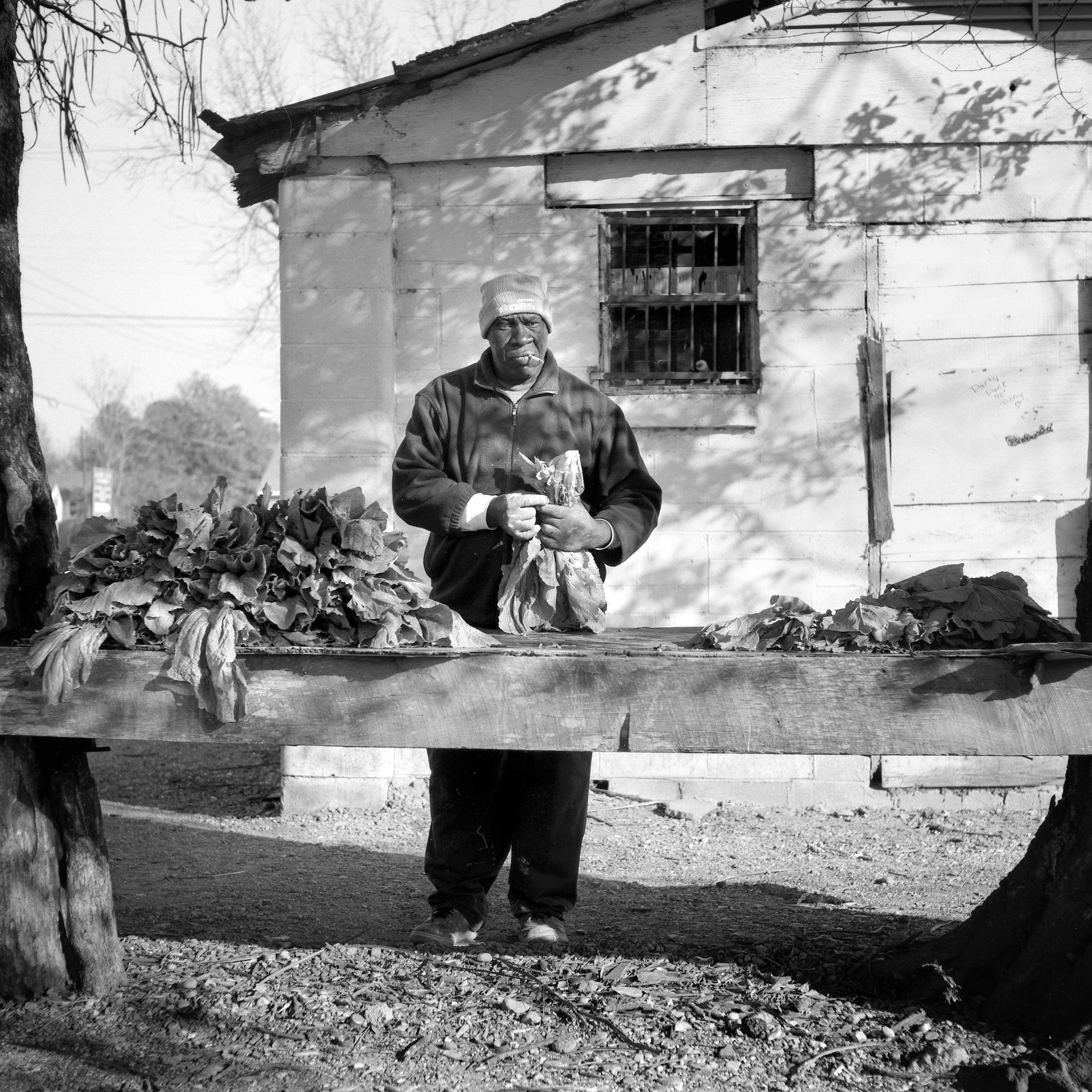 MOUND BAYOU, MS - DECEMBER 22: Harry Hope bundles collard greens in Mound Bayou, MS, on Wednesday, December 22, 2010.