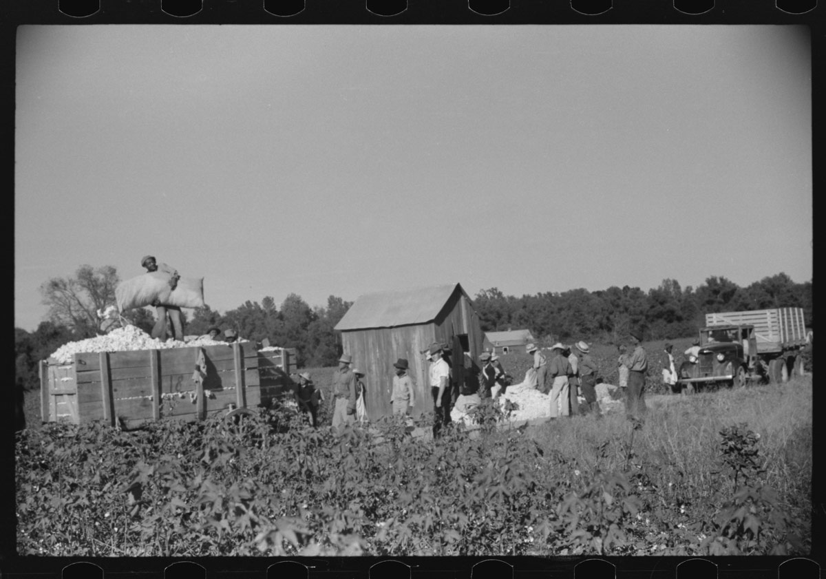 Day laborers carrying sacks of cotton from field to cotton house to be weighed