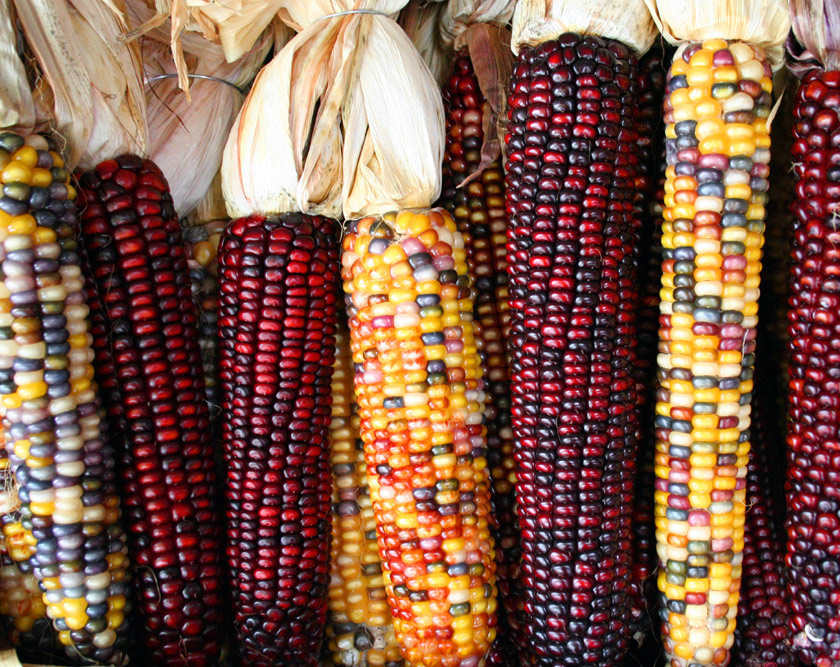 Image of Maize
